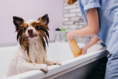 Pet Grooming and Pet Sitting Insurance in Bakersfield, CA by James D. Miller. Jr. Insurance Agency