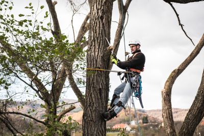 Tree Trimming Insurance in Bakersfield, CA by James D. Miller. Jr. Insurance Agency