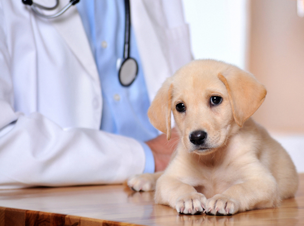 Bakersfield, Ventura, Kern County, CA Pet Clinic Insurance